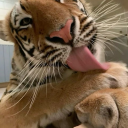 gucciprincess777 avatar