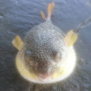 guerillafinga99 avatar