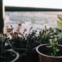 guilty-beauty-love avatar