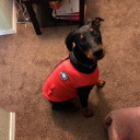 guilty-milkshake avatar