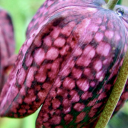 guineahenfritillaria avatar