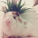 guineapig-doo avatar