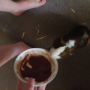 guineapigfanpage avatar