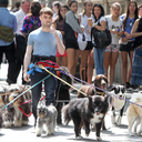 guineapighoarder avatar