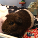 guineapiginfo avatar