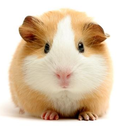 guineapigwithaflamethrower avatar