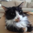 guineapigzwei avatar