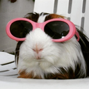 guineapiq avatar