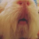 guineathepig avatar