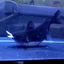 gulpercatfish avatar