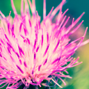 gumshoeblue21 avatar