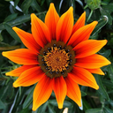 guntariserlohe avatar