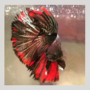 guppiesandgoldfish avatar