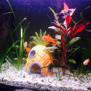 guppys-n-platys avatar