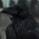 gururlukuzgun avatar