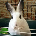 gus-the-bun avatar