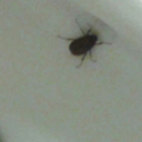 gustavthegreat avatar