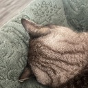 gutsandgloomx avatar