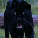 guyssareassholes avatar