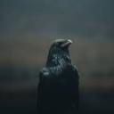 gwenllianwales avatar