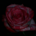 gynandrophagy avatar