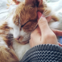 gyogyulofelben avatar