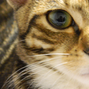 gypsy-dew-blog avatar