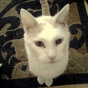 gypsyinmotion avatar