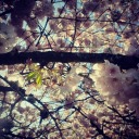 h-i-d-d-e-n-h-o-p-e avatar