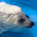 h0neymice-archive avatar