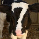 habesha-coded avatar