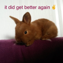 habituallurker avatar