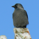 habitually-jackdaw avatar