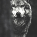 haha-there-we-go-again avatar