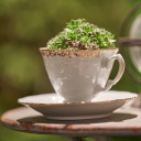 haighasdreams avatar