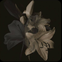 haileybeesworld avatar