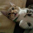 hailstormchic avatar