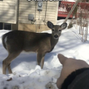 hailstormeyes avatar