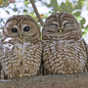 hairbrushsingers64 avatar