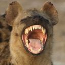 hakobako-player avatar