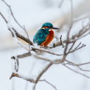 halcyon-tarragon-marcawin avatar