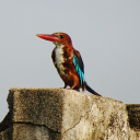 halcyonfiction avatar