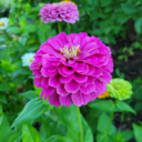 half-assed-ascent avatar