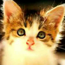 half-empty-bag-of-cheetos avatar