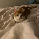 halfbakedoreo-blog avatar