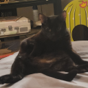 halfblackwolfdemon avatar