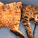 halfblood-writer avatar