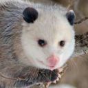 halfdeadopossum avatar