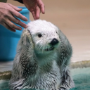 halfdust-halfdeity avatar