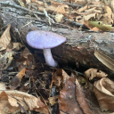 halfhollowmoon avatar